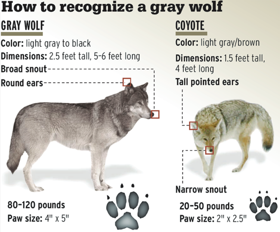 How_to_recognise_a_gray_wolf_560